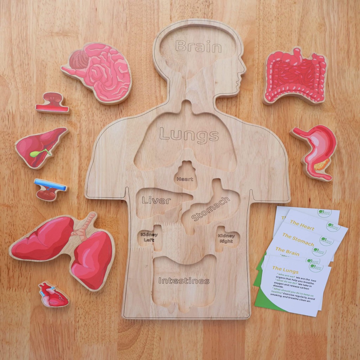 Qtoys Wooden Anatomy Puzzle
